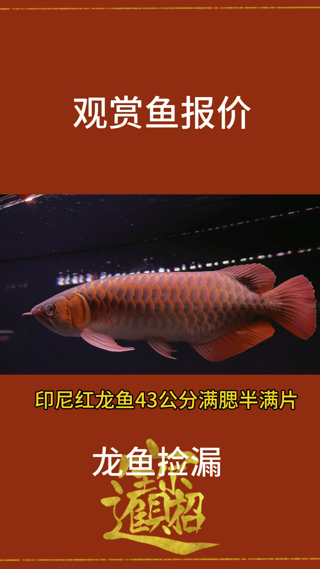 精品龙鱼红龙鱼金龙鱼