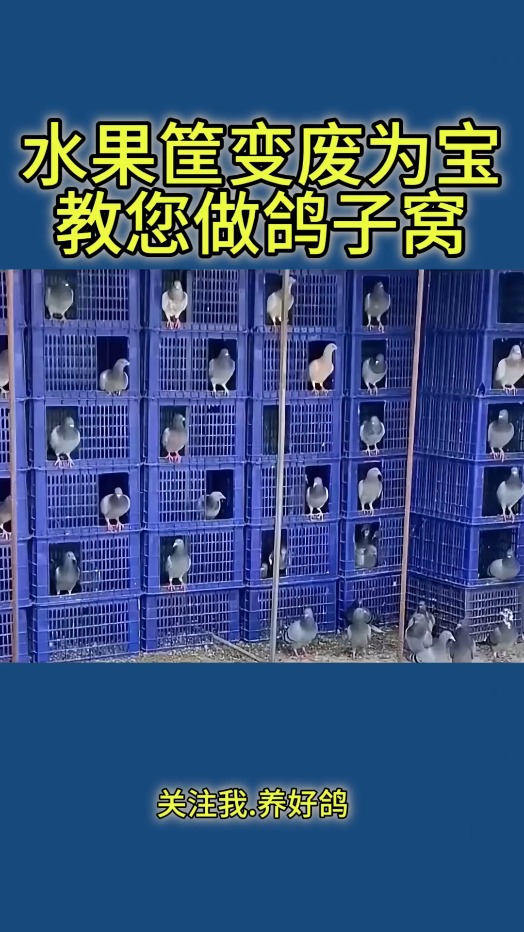 水果筐变废为宝,教您做鸽子窝。