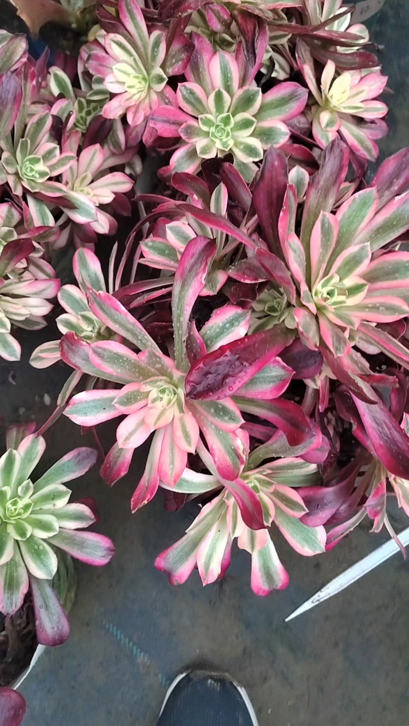 这个植物名字好听叫灿烂