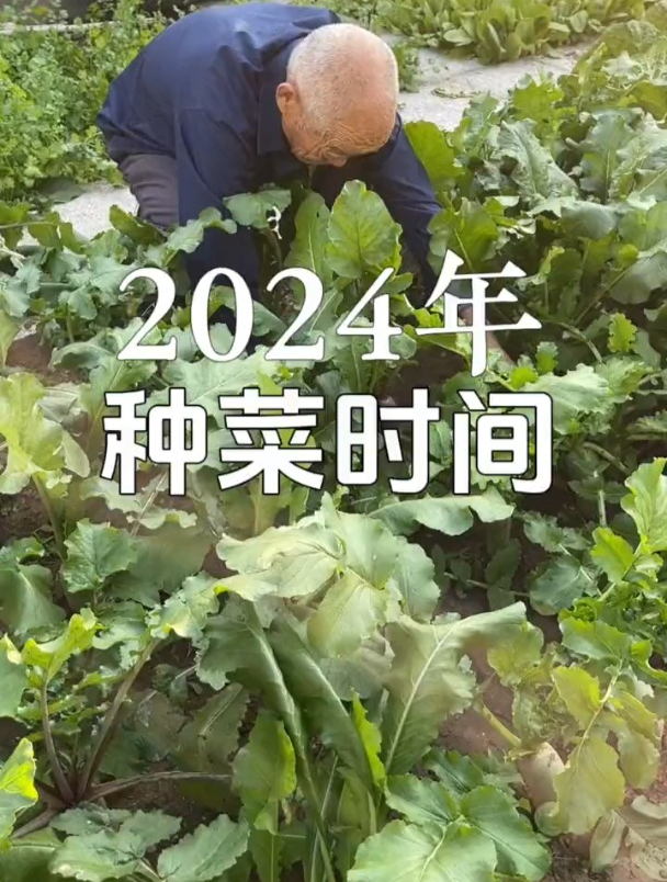 种菜时间表,家家户户要知道!