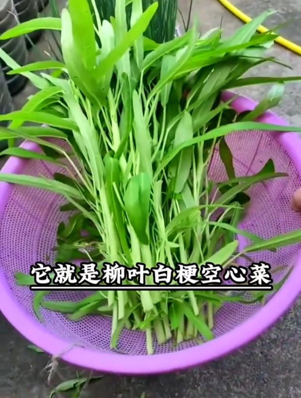 这种空心菜,茎秆是白色的,长得又细又长