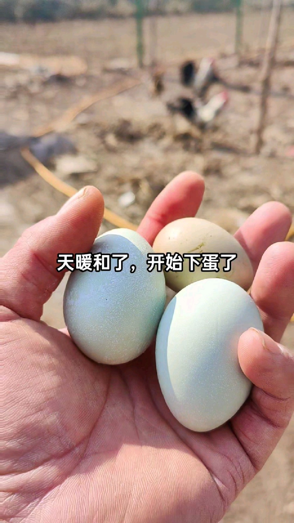 纯种鹊山鸡开始下蛋了,散养出壳率高,想孵化的提前告诉我