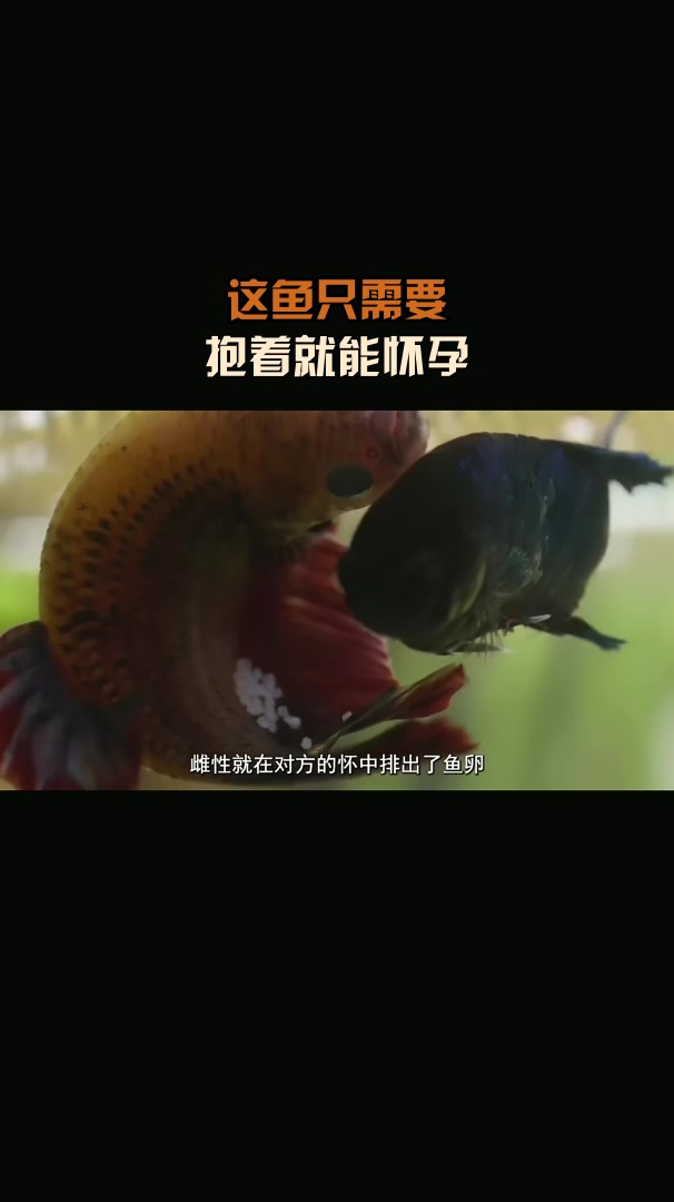 这鱼只需要,抱着就能怀孕