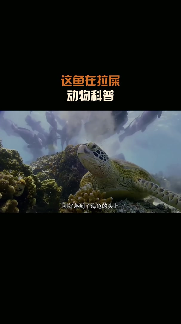 这鱼在拉屎,动物科普