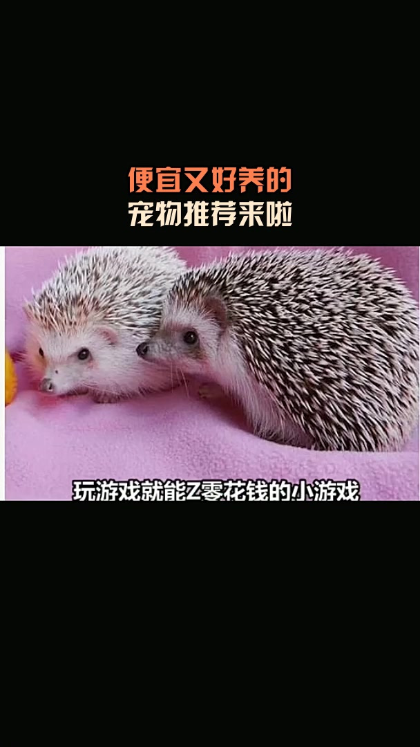 便宜又好养的,宠物推荐来啦