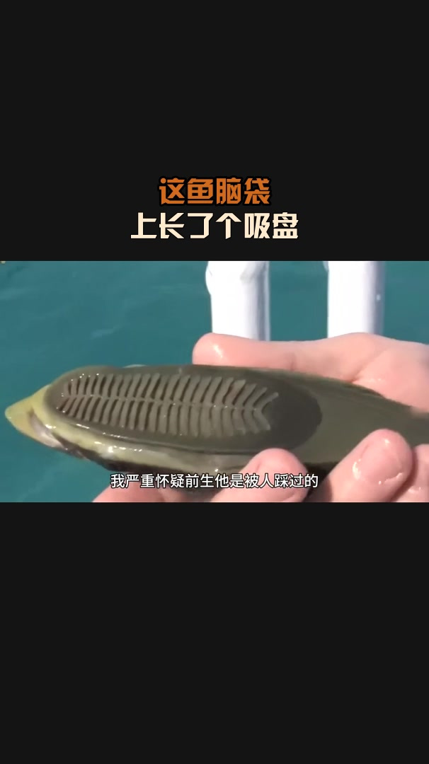 这鱼脑袋,上长了个吸盘