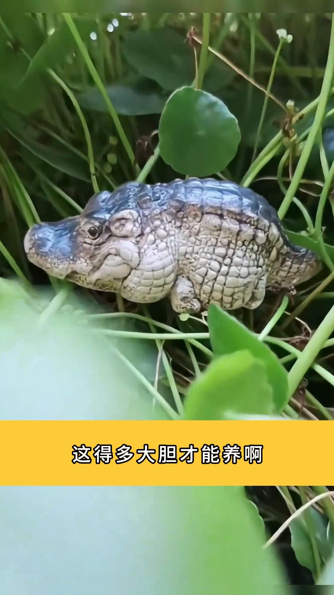 两箱迷你小鳄鱼,这得多大胆才能养啊!