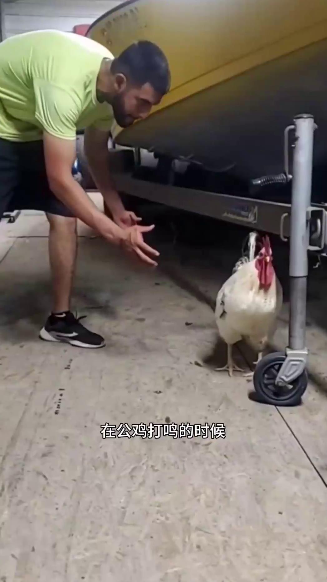 关于公鸡的一些常识