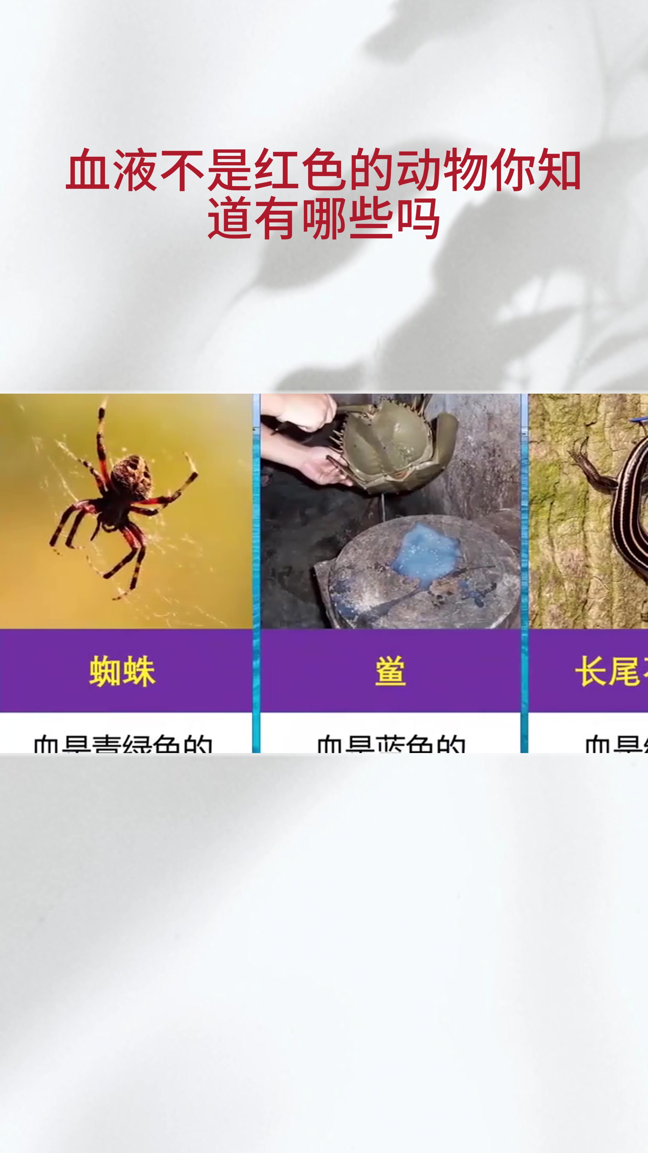 血液不是红色的动物,你知道有哪些吗?