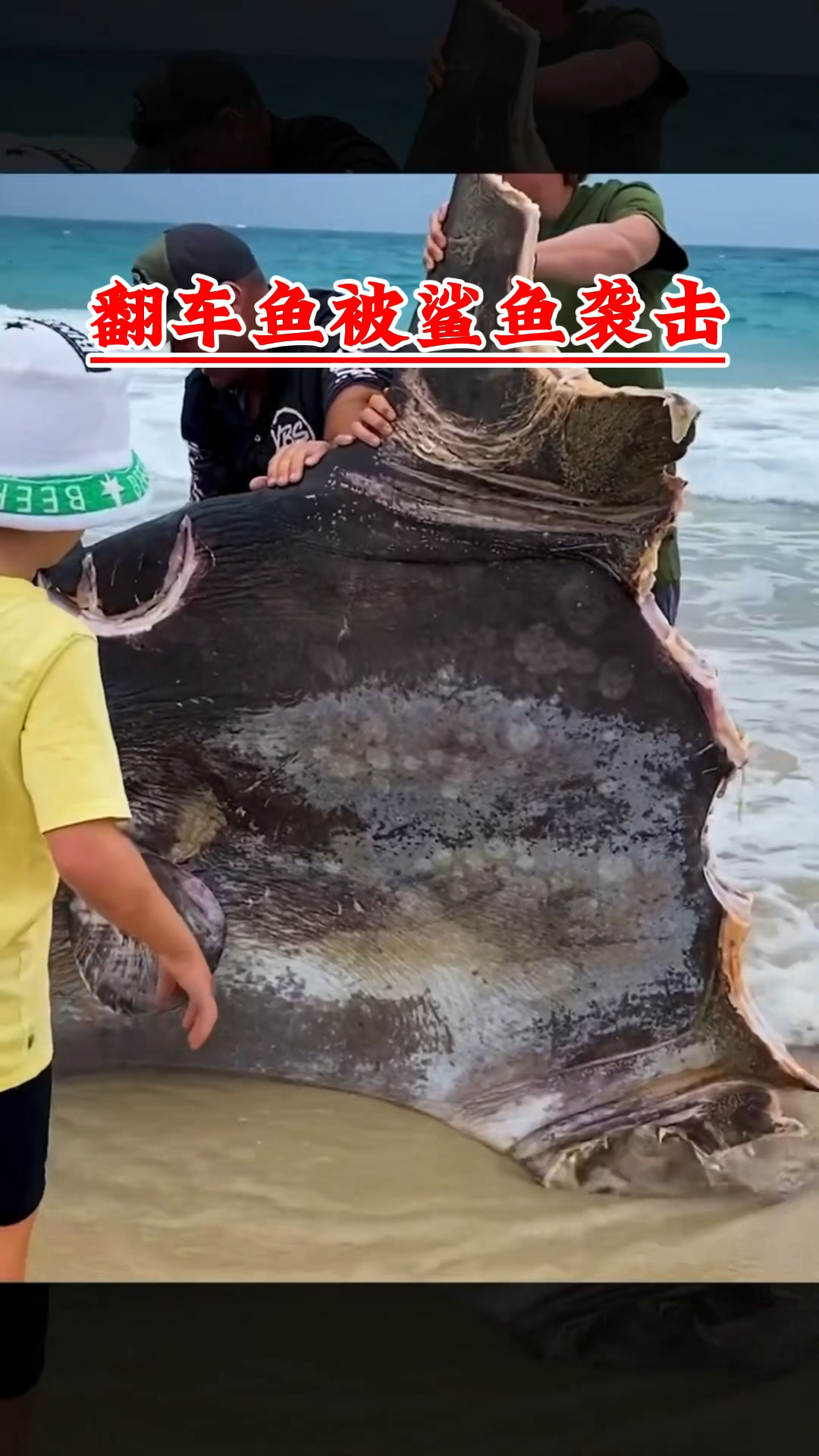 翻车鱼被鲨鱼袭击