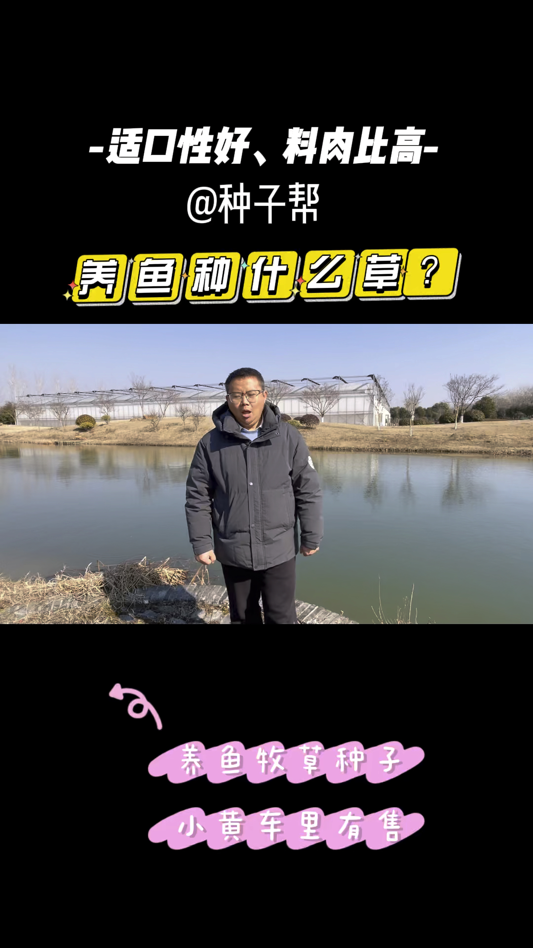 养鱼该种什么样的牧草?这几种总有你能种的,鱼爱吃好消化,一年多次收割