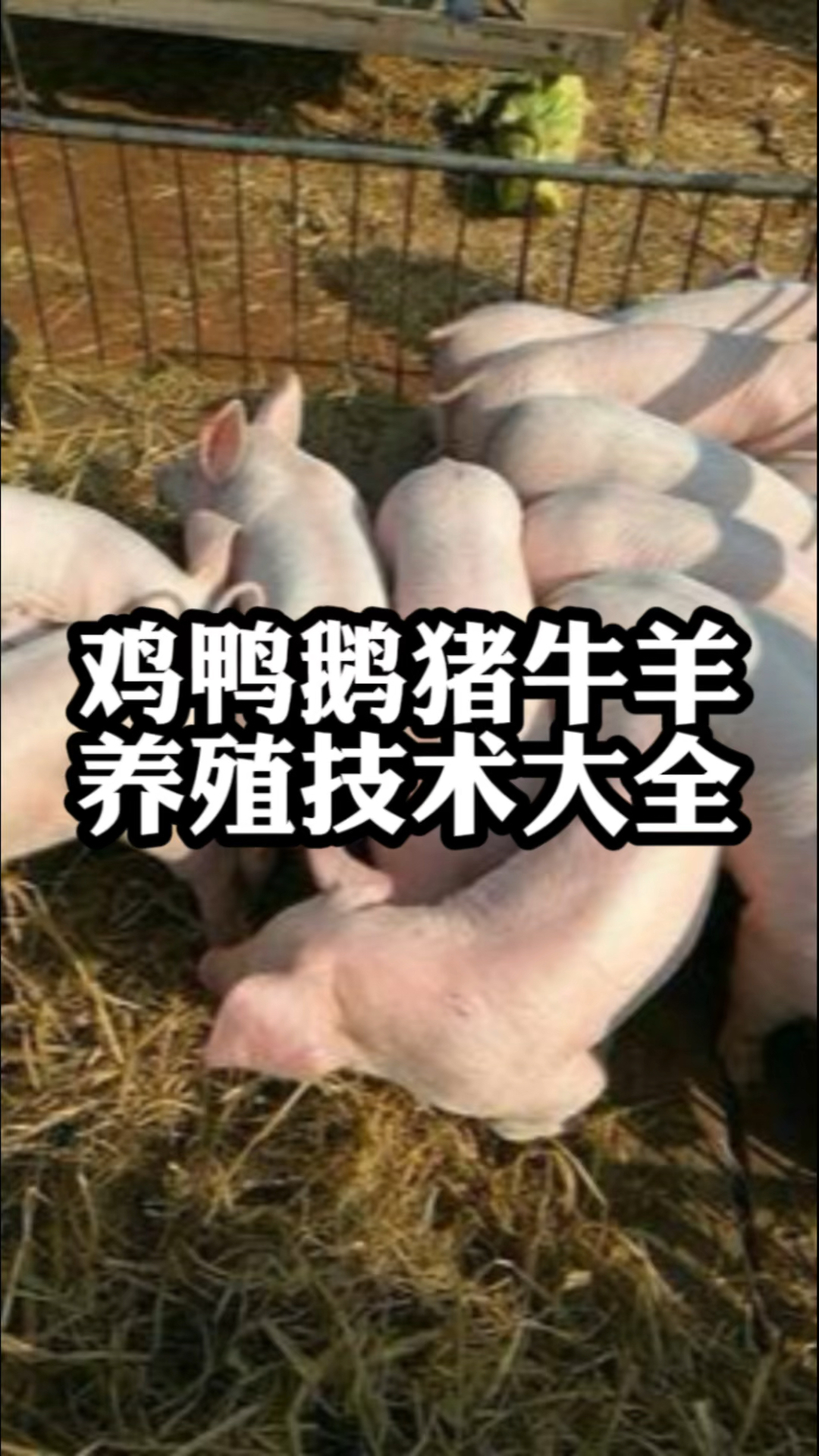 鸡鸭鹅猪牛羊,养殖技术大全