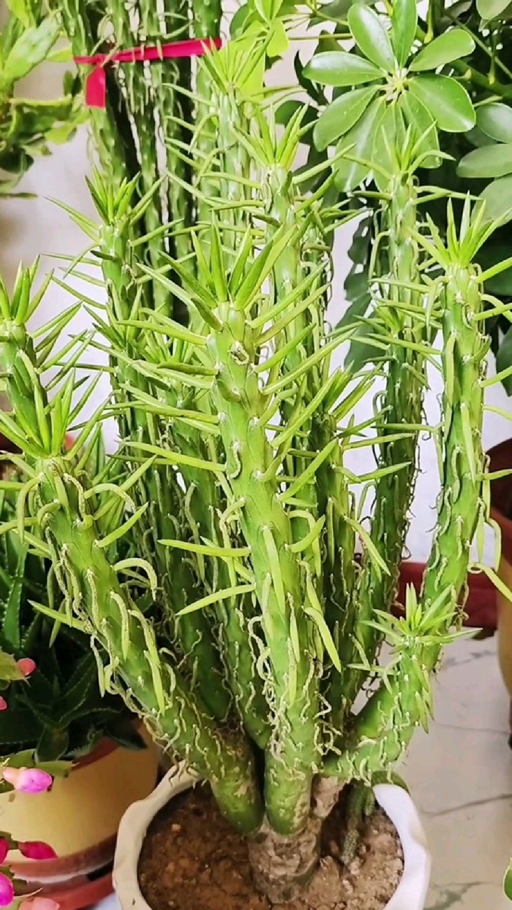 想让将军柱侧枝长得多,柱形好看,就这样做