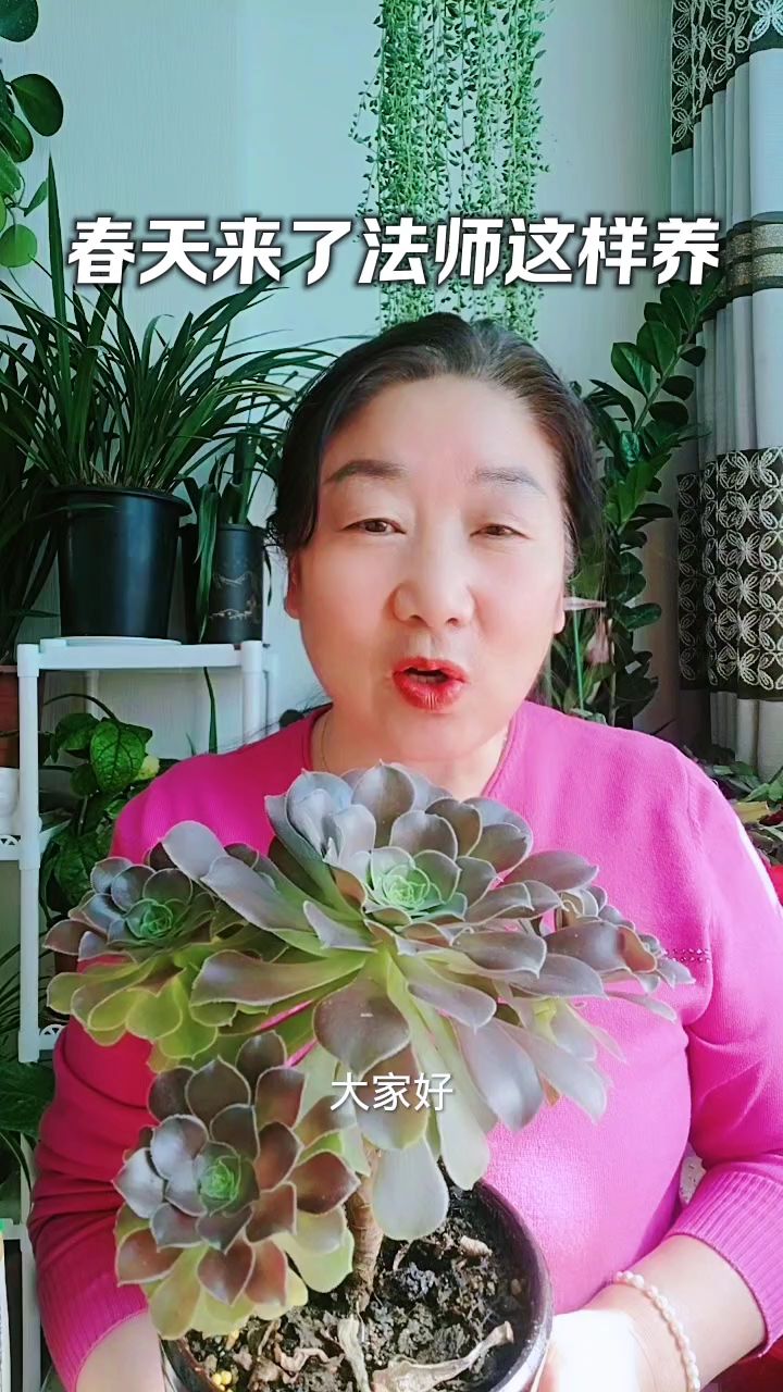 多肉法师春天这样养,长势旺盛,侧芽多