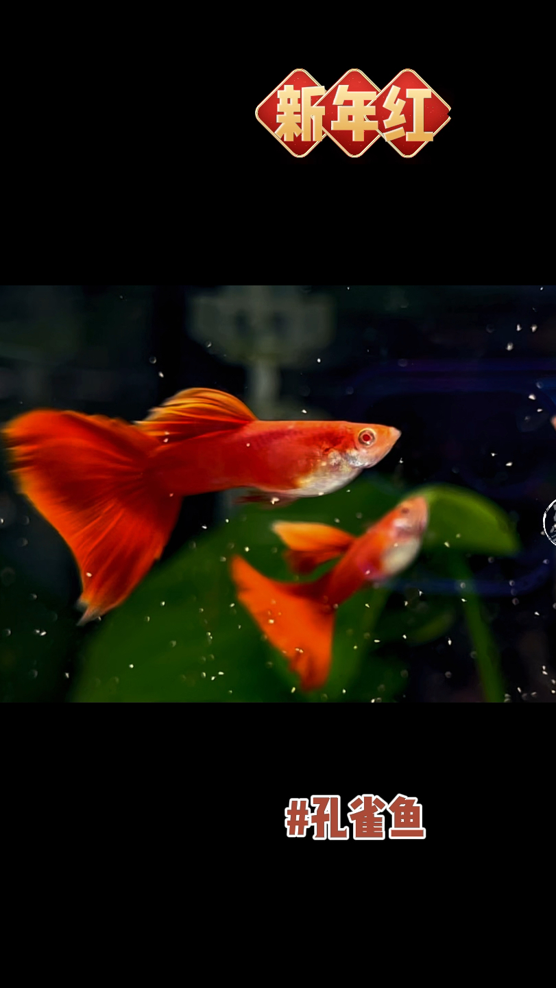 新年红血红孔雀鱼,条条风华正茂