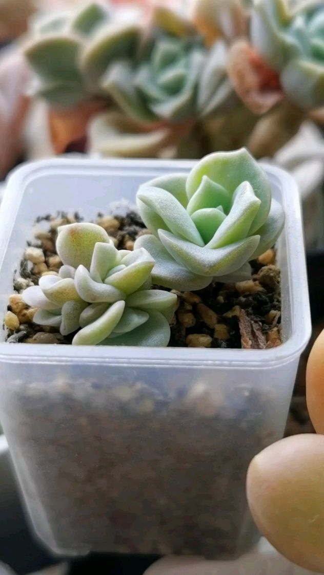 多肉可爱玫瑰,你拥有了一棵就会拥有许多棵～～