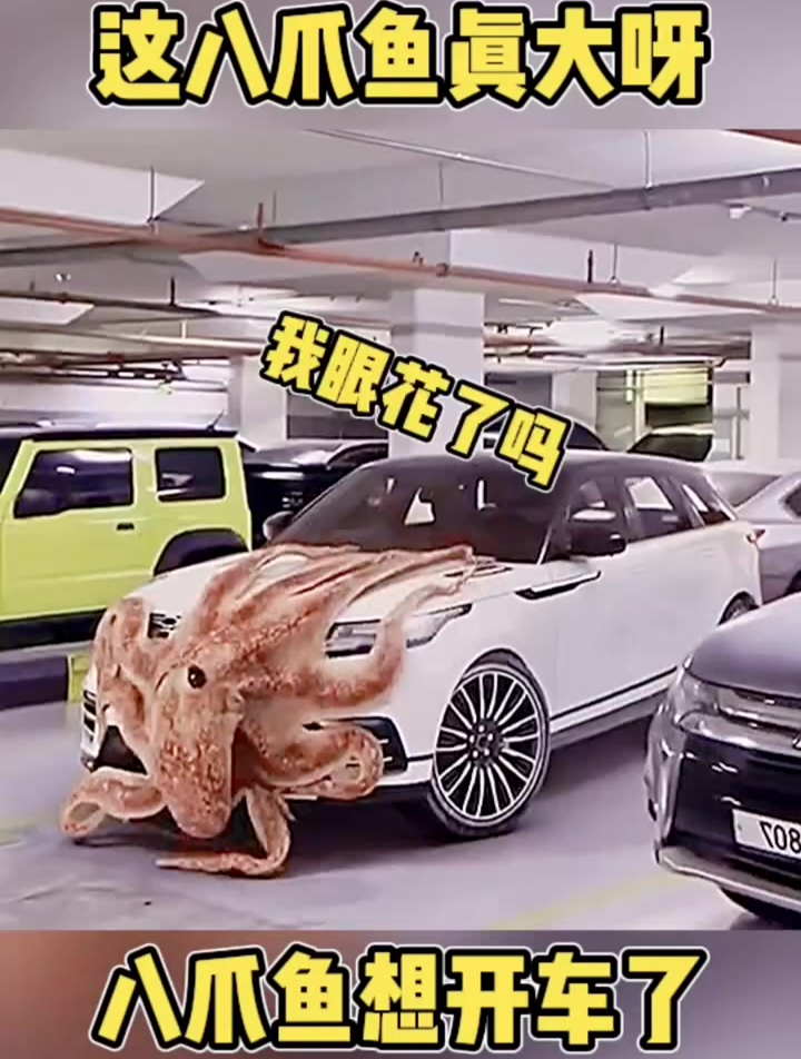 这八爪鱼真大呀