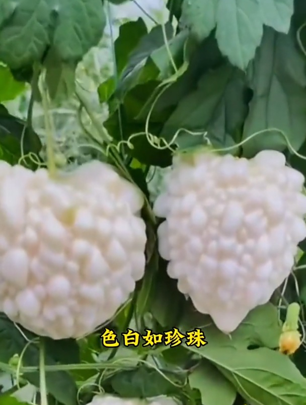 可以生吃而出名的菜,它就是苹果苦瓜!