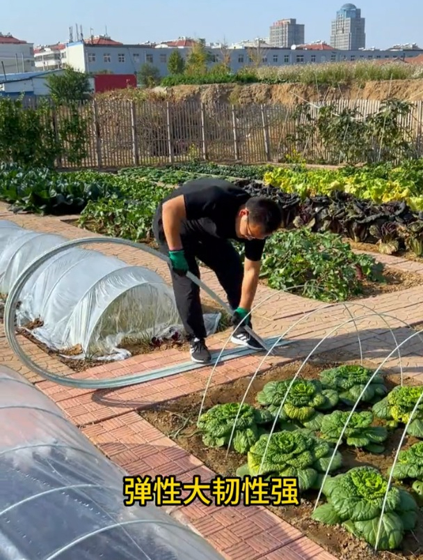 砖头压不塌,弹性大韧性强,用来搭暖棚当菜架子正好