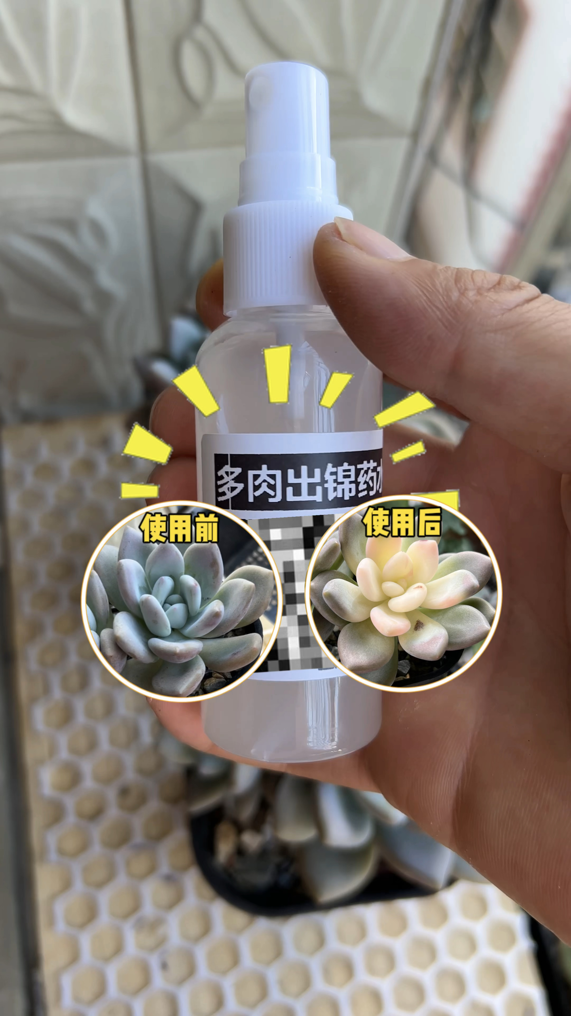药锦多肉是怎么形成的
