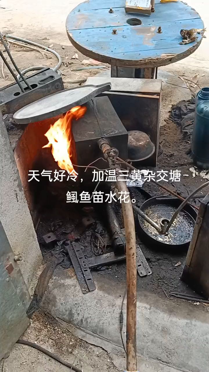天气开始变冷了,加热一下三黄杂交鱼苗水花