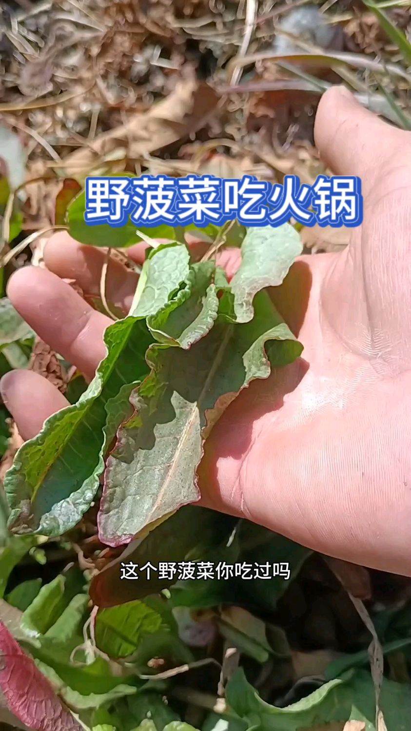 野菠菜吃火锅必选,你吃过吗
