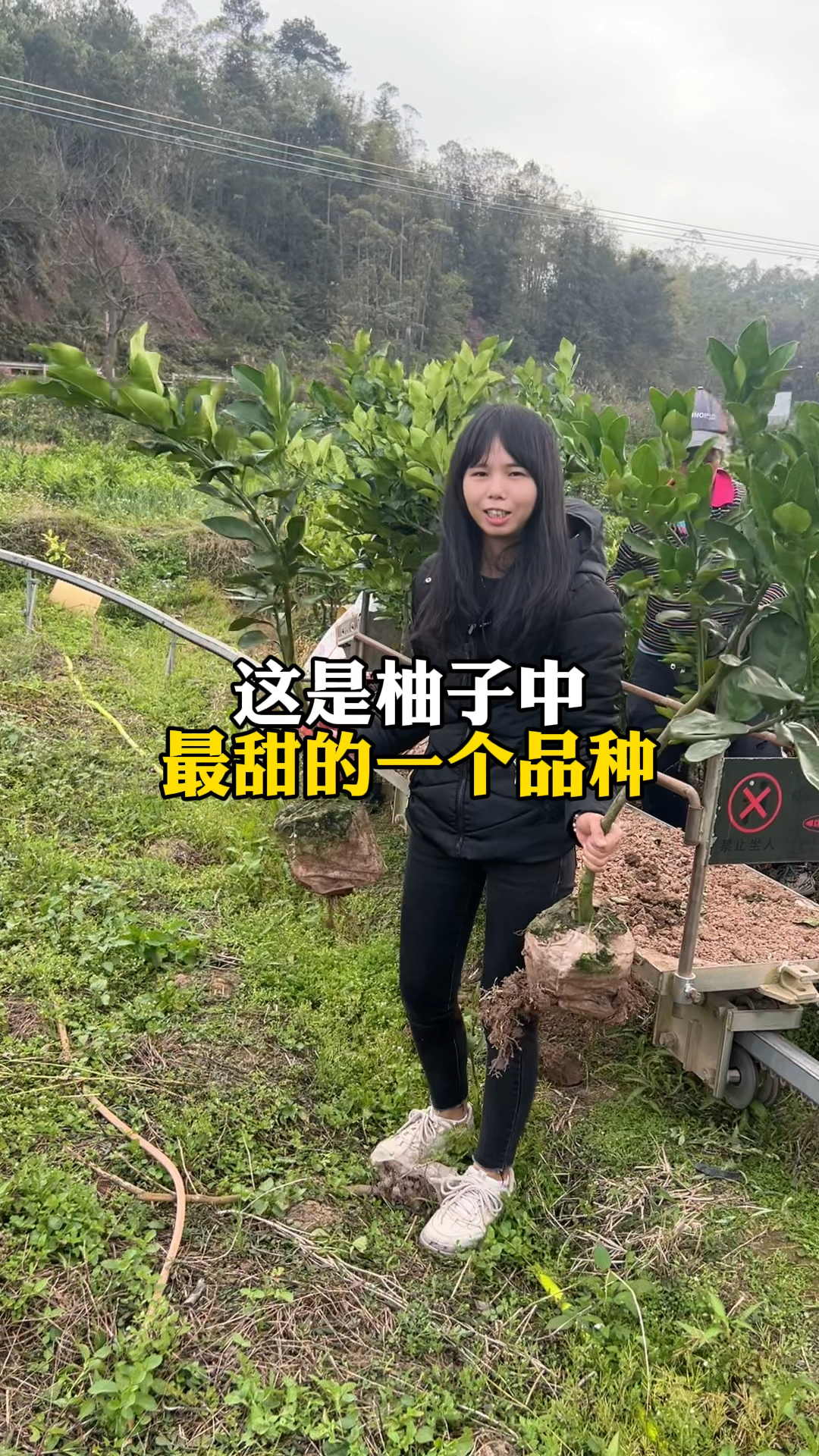 这是柚子中最甜的一个品种#容县沙田柚#果苗供应#优质种苗#苗木基地
