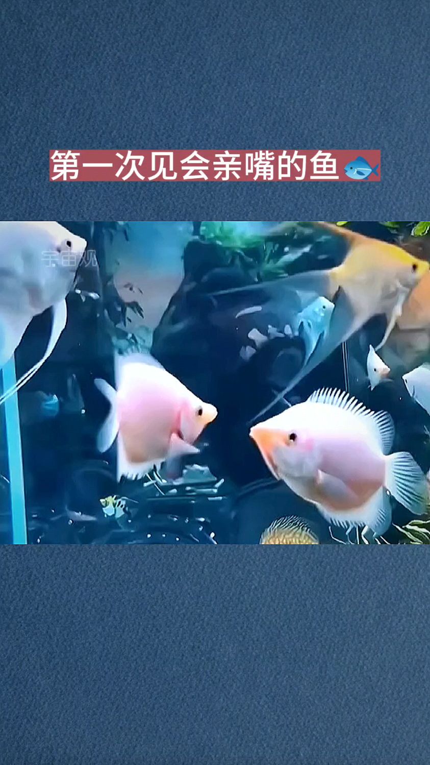 第一次见会亲嘴的鱼