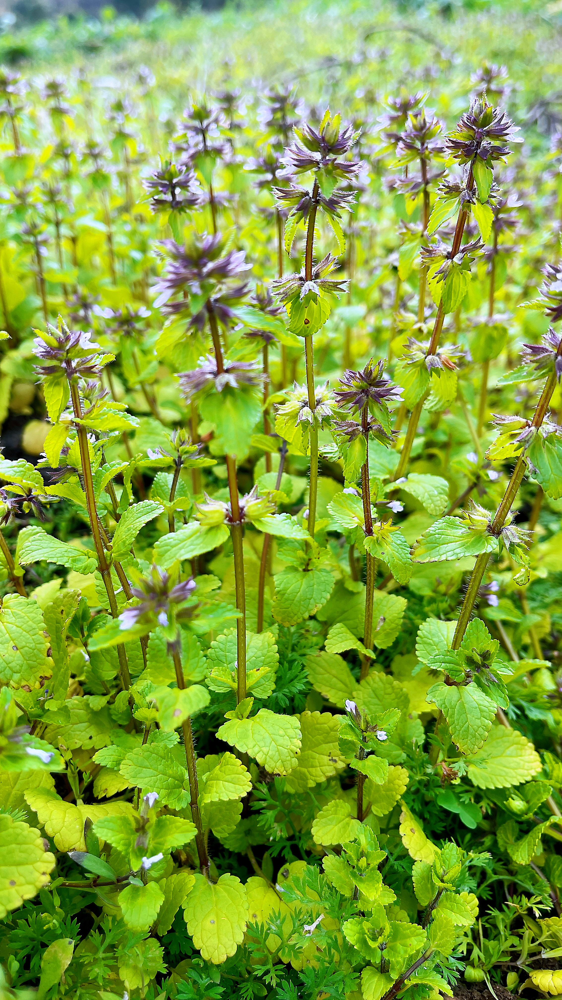 菜地开轮状花朵的植物,很多人当杂草,懂得人就挖回家