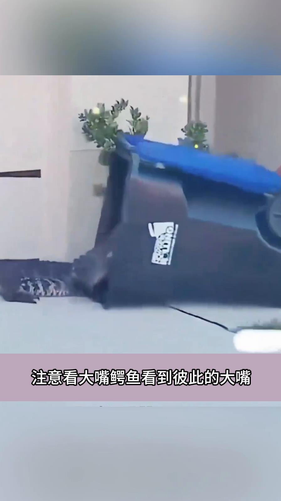 这是什么玩意,比我的嘴还大