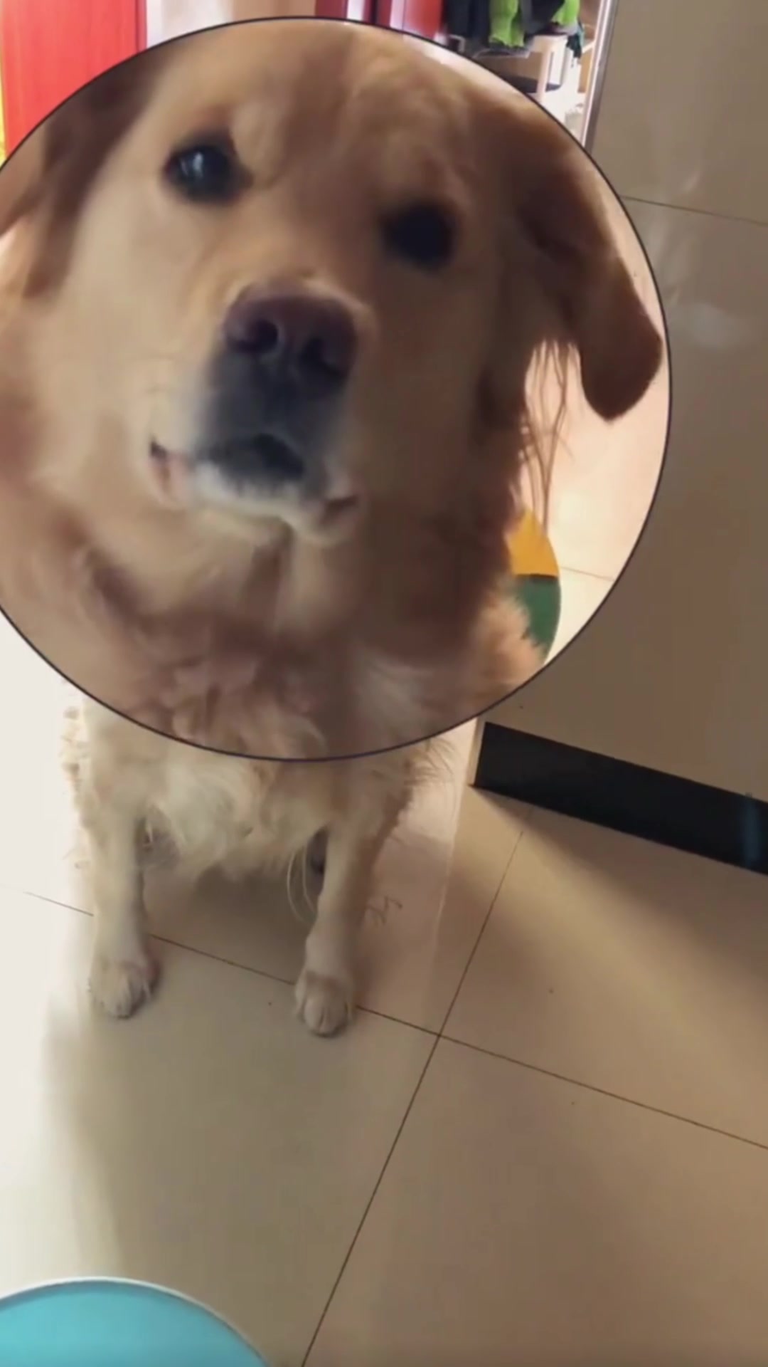 肉包子打狗,结果出乎意料