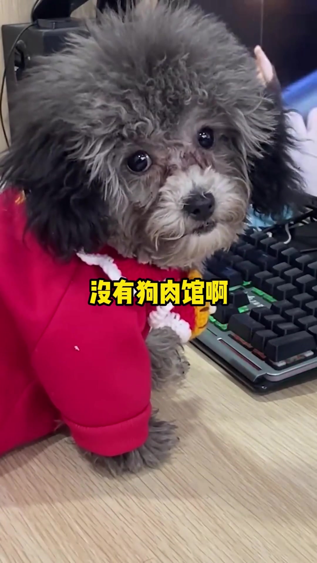 想吃狗肉了,宠物也不放过