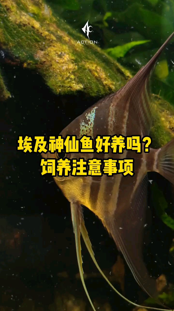 埃及神仙鱼到底好不好养?