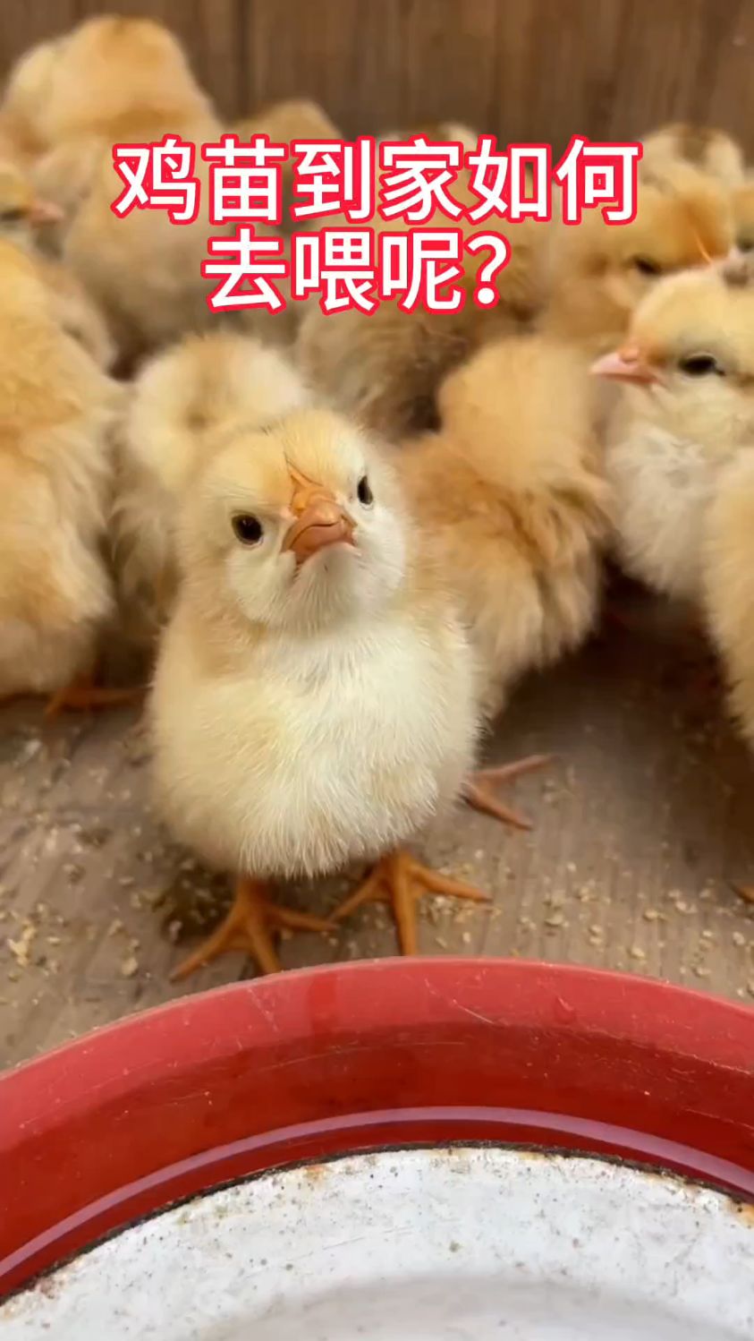 鸡苗到家如何去喂?