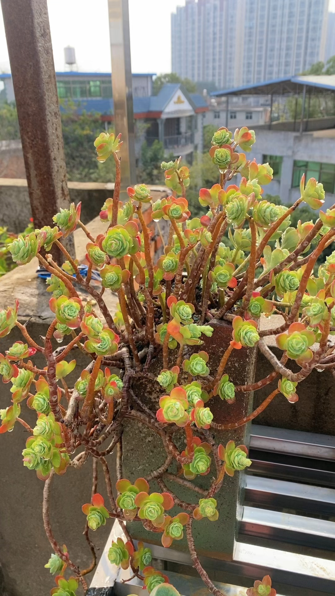 福州养多肉会不会出状态?圆叶薄化妆和碧桃!