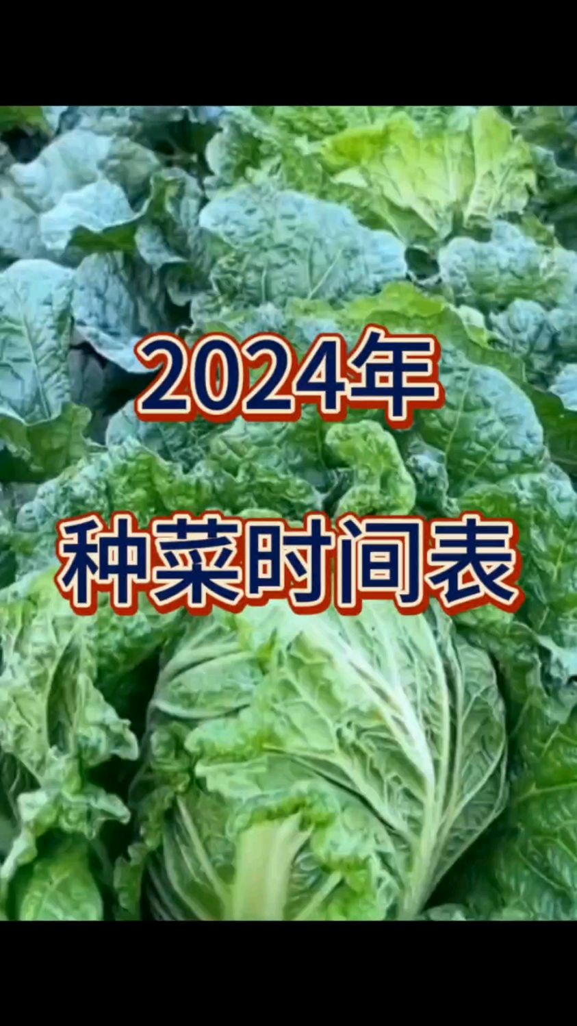 2024年种菜时间表
