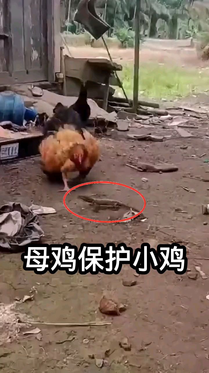 母鸡保护小鸡不受伤害