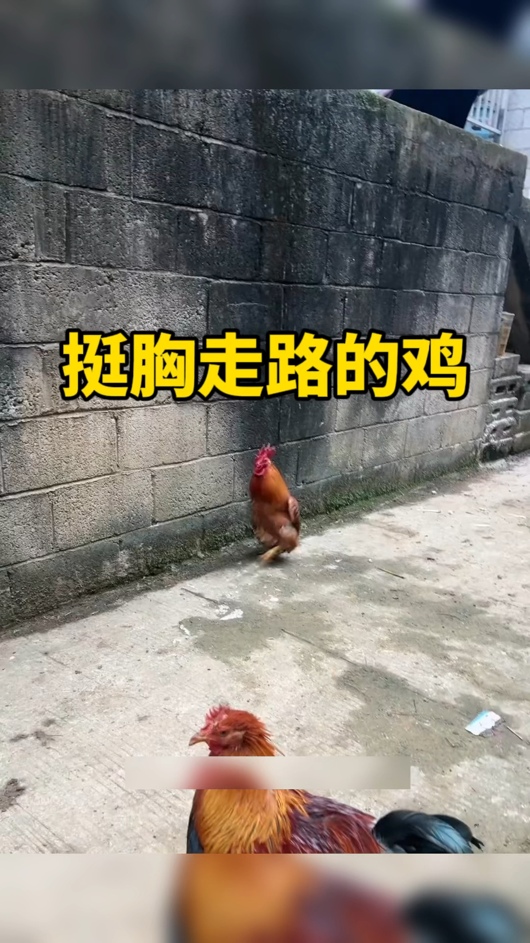 挺胸行走的鸡
