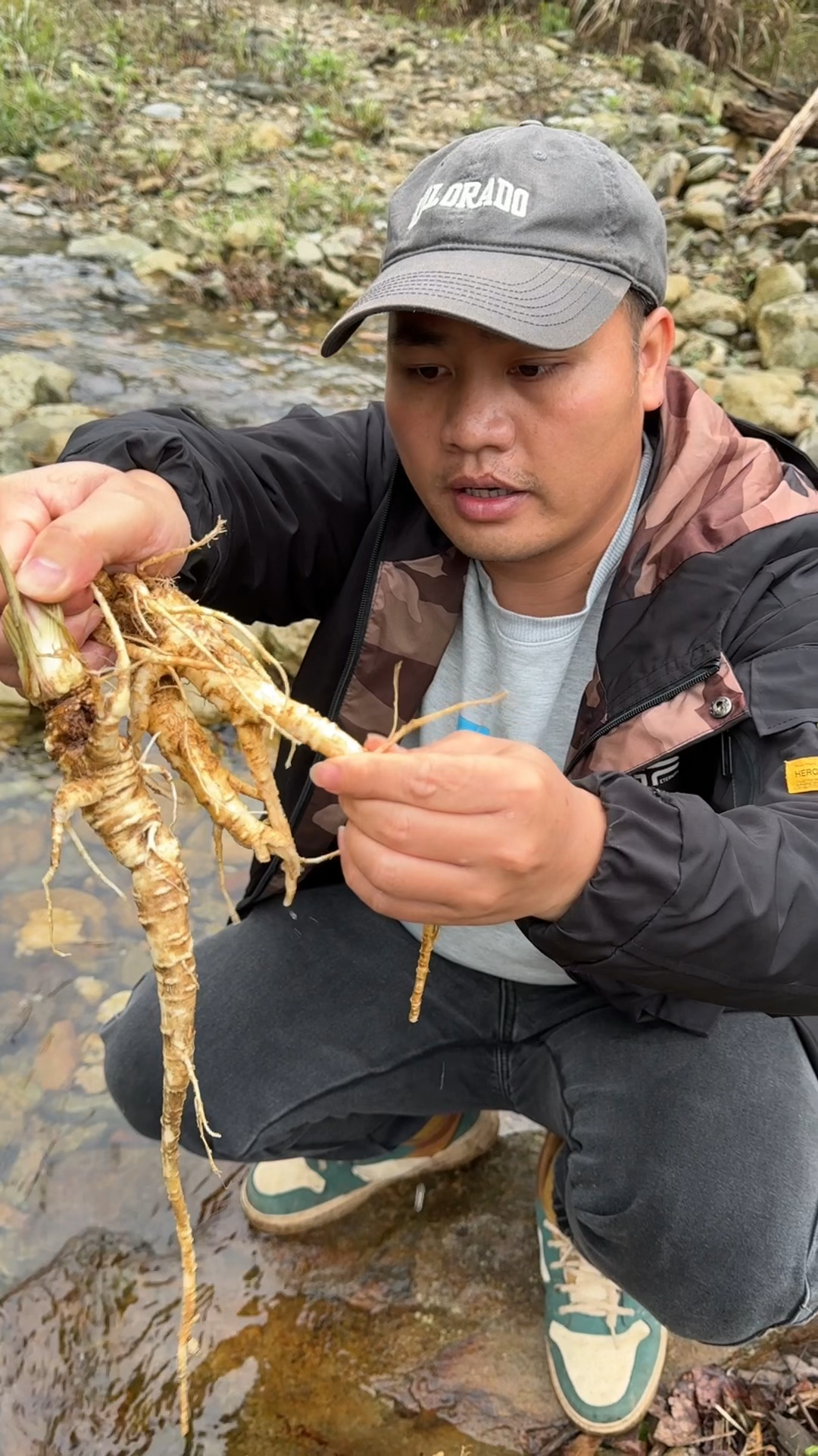 紫花前胡,也叫土当归。