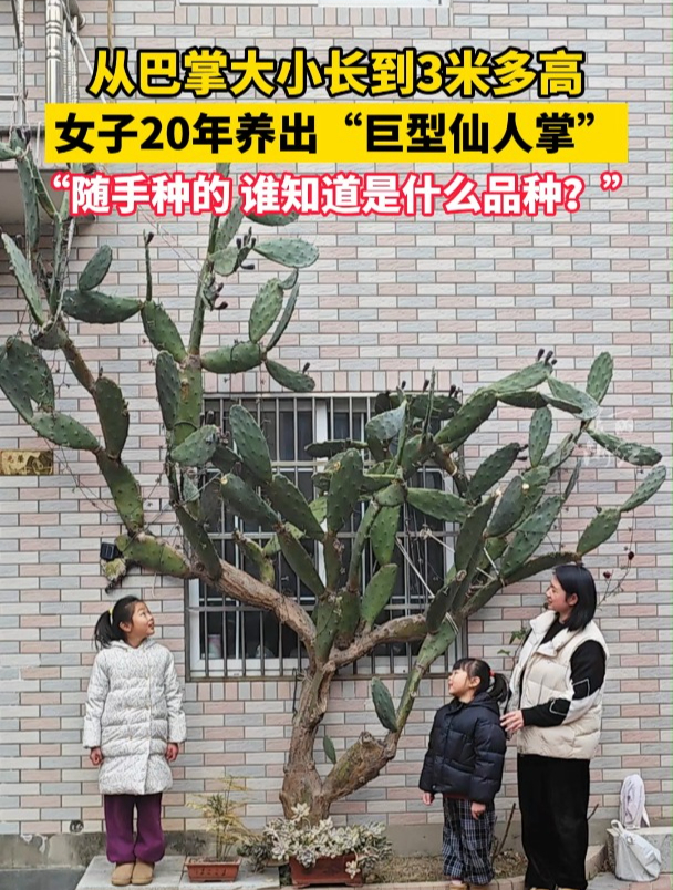 什么品种?女子随手种出巨型仙人掌。“20年长到3米多!”