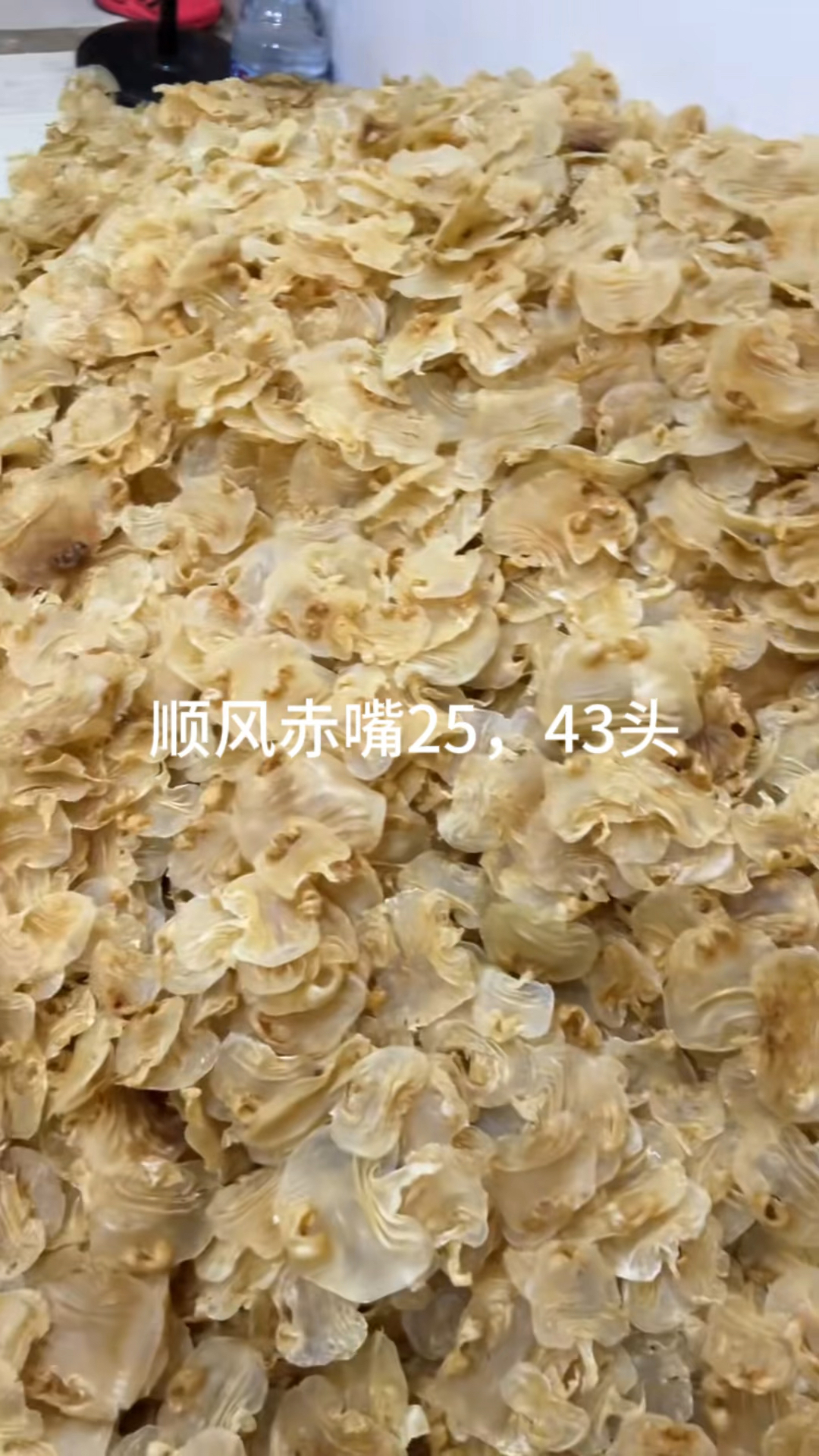 新加坡鳝鱼肚,顺风赤嘴,小黄花,金龙筒,开片小白花,土鳘公,足干红鱼肚,黄花胶