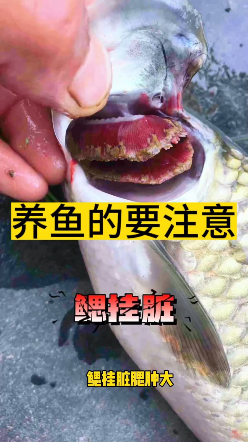 鱼出血烂鳃烂身用止血烂腮康池塘鱼出血怎么办