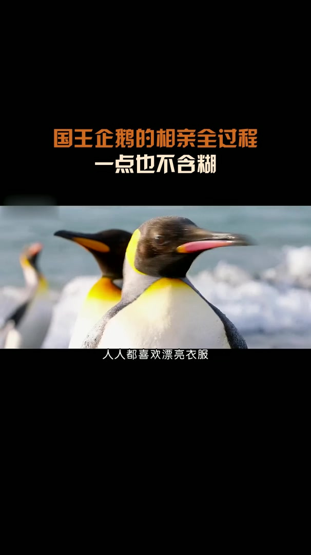 国王企鹅的相亲全过程,一点也不含糊