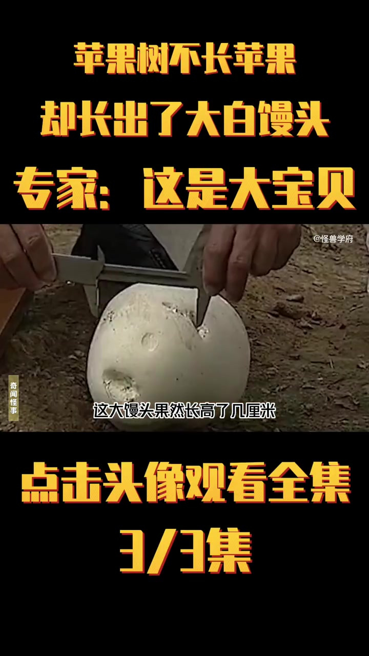 苹果园结出罕见大白馒头,村民惶恐不安,专家却说这是大宝贝!