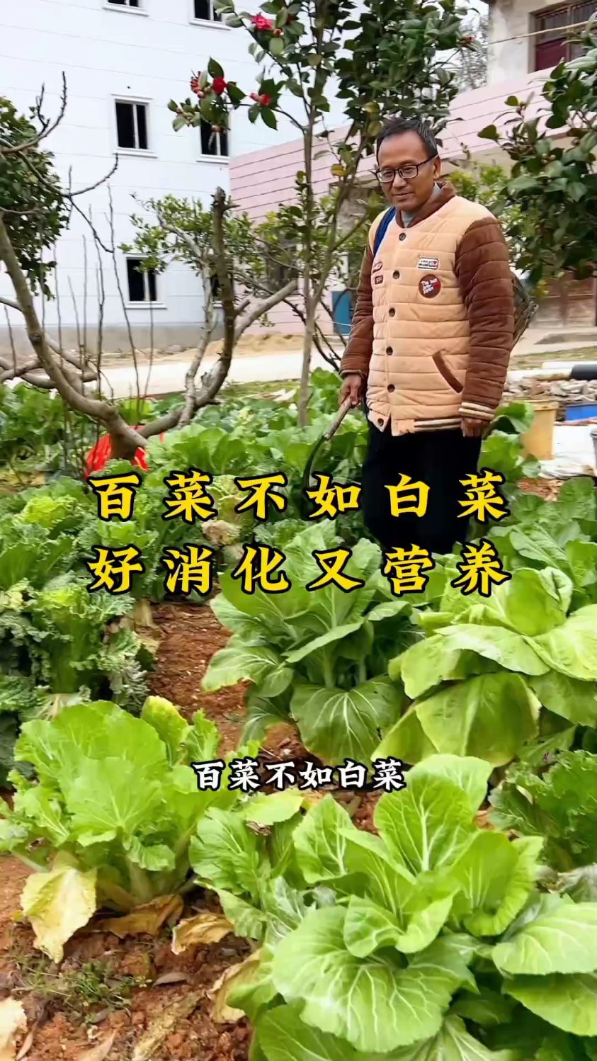 百菜不如白菜,您对白菜了解多少