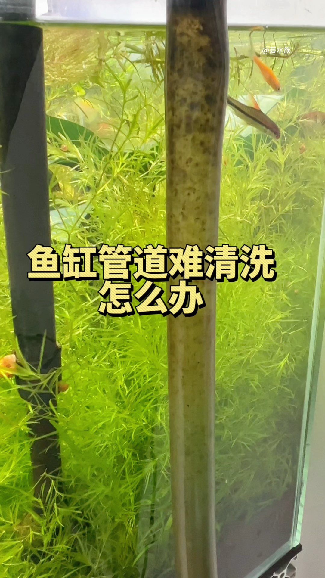 养鱼人都知道鱼缸时间久了,鱼缸里的管件特别难清洗,你是怎么解决的?#水族#观赏鱼