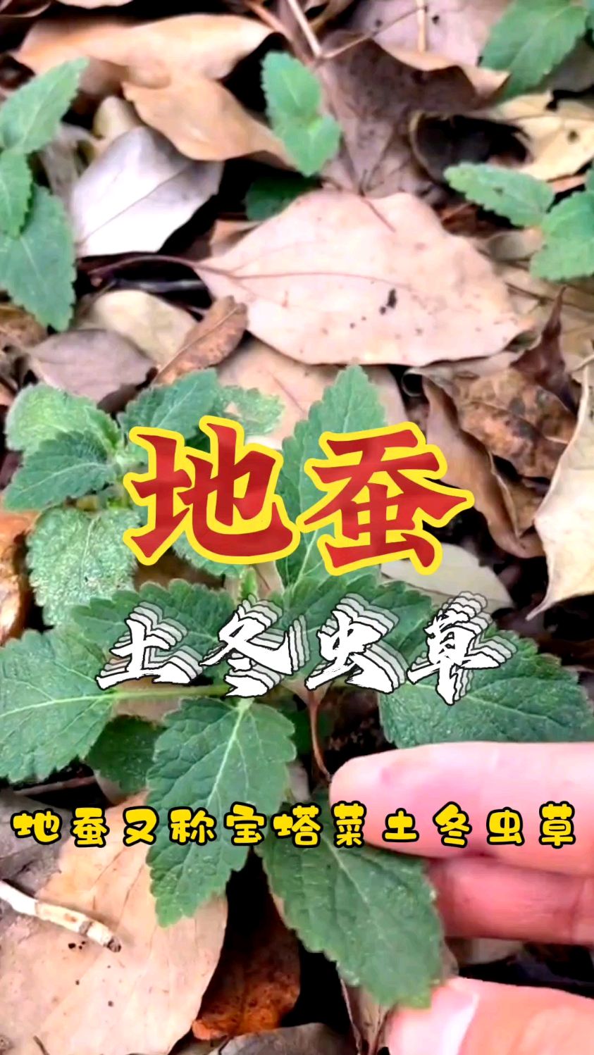 地蚕,又名土冬虫草,可做菜煲汤,作用你了解吗?