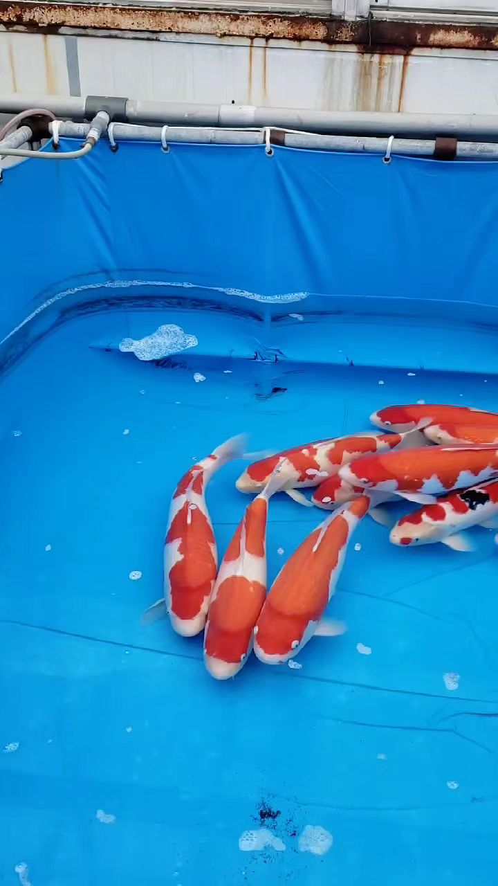 顺子萤火虫全是公鱼也漂亮
