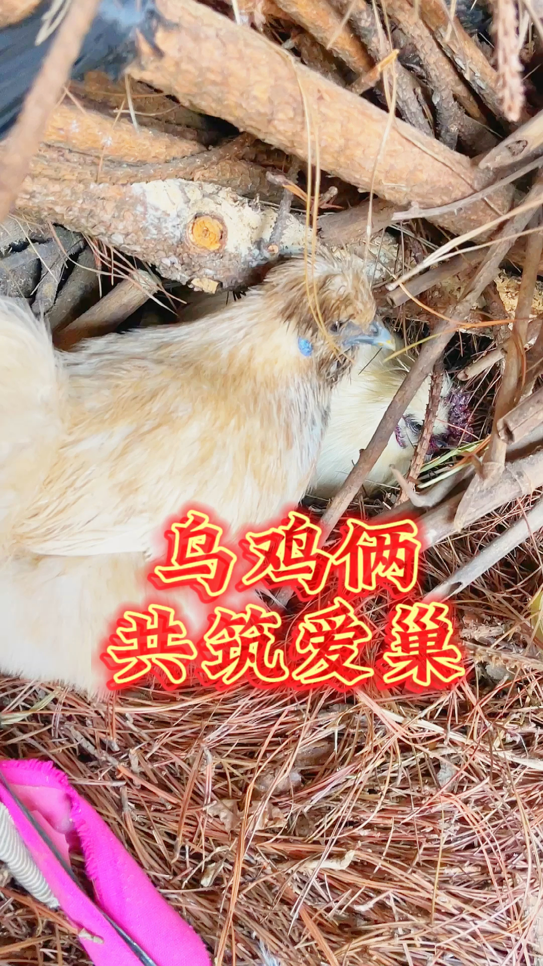 发现一对乌鸡情侣,居然在共筑爱巢