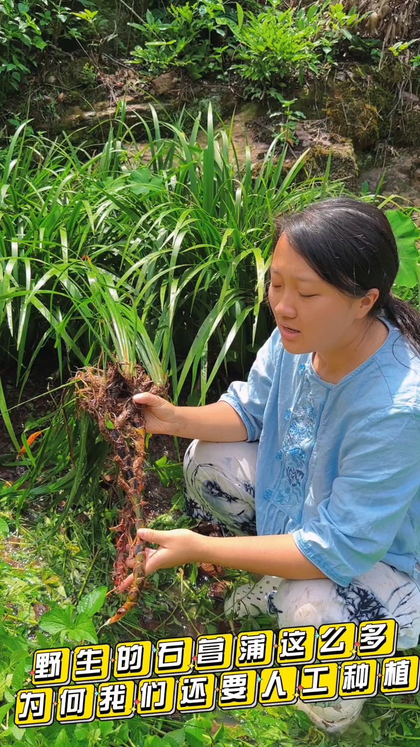 野生石菖蒲有很多为啥我们要人工种植